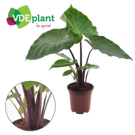 Alocasia Imperial Red