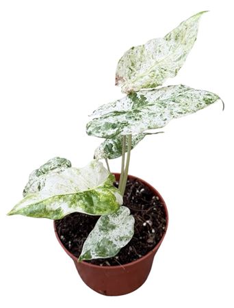 Alocasia Odora Variegata Batik