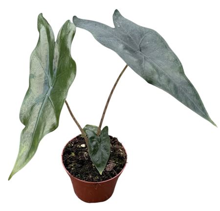 Alocasia Batwing