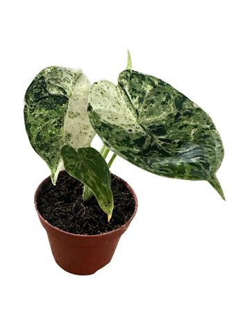 Alocasia Dragon Scale Mint