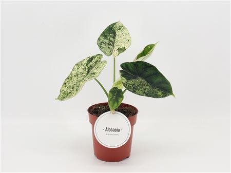 Alocasia Dragon Scale Mint