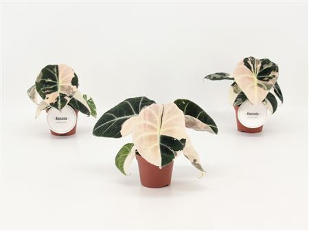 Alocasia Black Velvet Pink Variegata