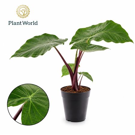 Alocasia Imperial Red