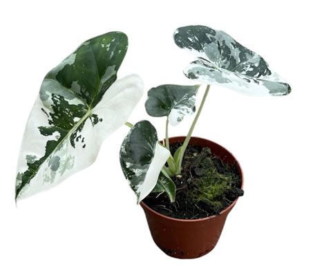 Alocasia Frydek Variegata