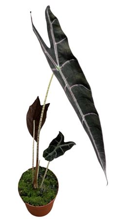 Alocasia Longiloba Purple