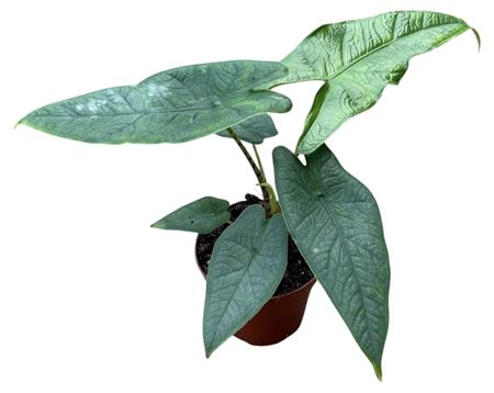 Alocasia Sulawesi Green Carpet