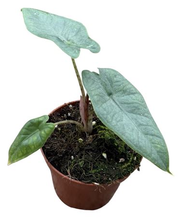 Alocasia Sulawesi Green Carpet