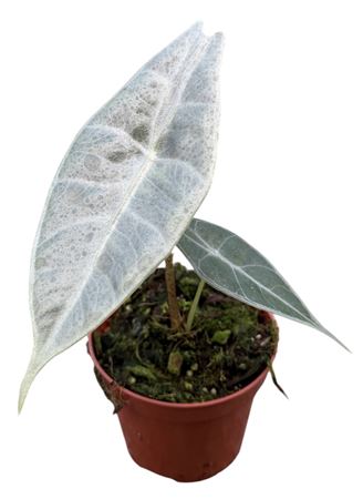 Alocasia Longiloba Silver