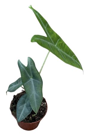 Alocasia Longiloba Silver Crown