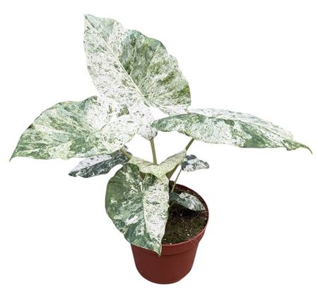 Alocasia Odora Variegata Batik