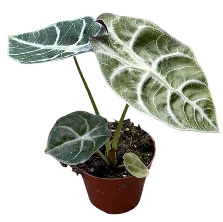 Alocasia Watsoniana Lightning P8