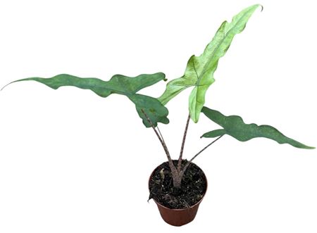 Alocasia Sabrina