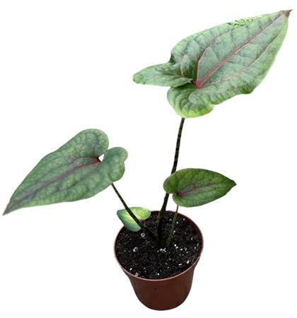 Cyrtosperma Johnstonii