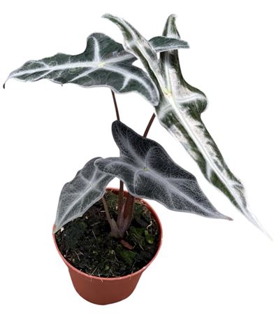 Alocasia Nobilis