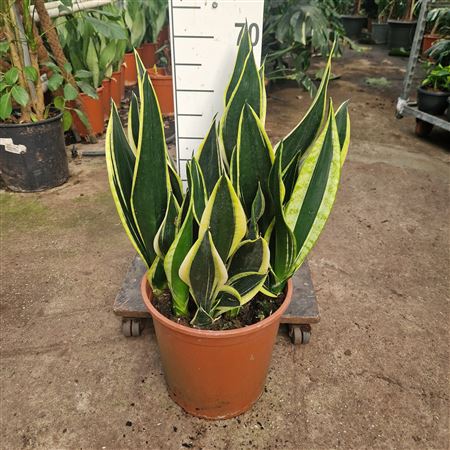 Sansevieria Night Schade