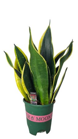 Sansevieria Black Gold