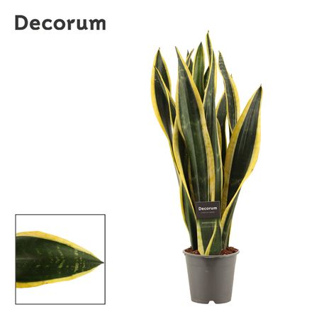 Sansevieria Black Gold (decorum)