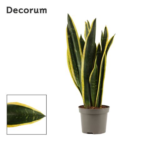 Sansevieria Black Gold (decorum)