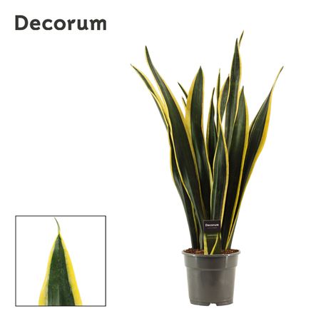 Sansevieria Black Gold (decorum)
