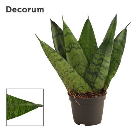Sansevieria Zeylanica Fan (decorum)