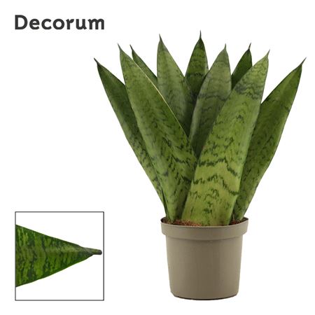 Sansevieria Zeylanica Fan (decorum)