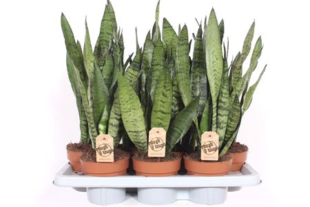 Sansevieria Zeylanica
