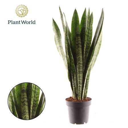 Sansevieria Zeylanica