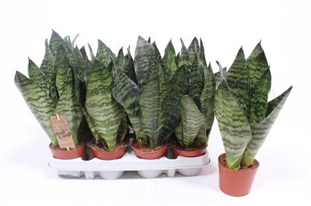Sansevieria Zeylanica Compacta