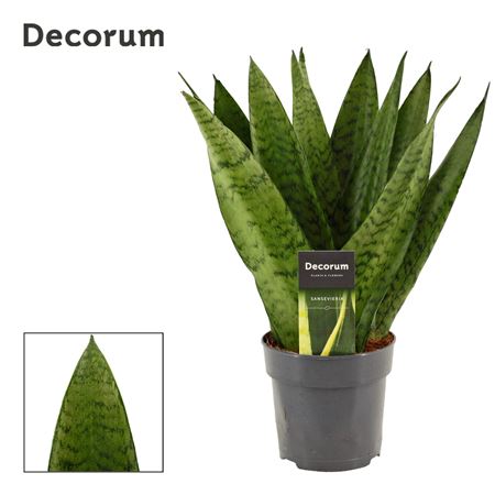 Sansevieria Zeylanica Fan (decorum)