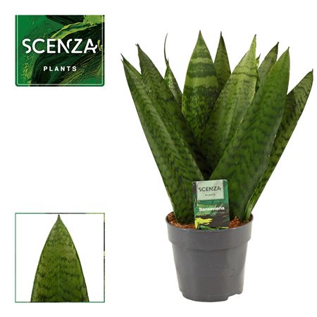 Sansevieria Zeylanica Fan