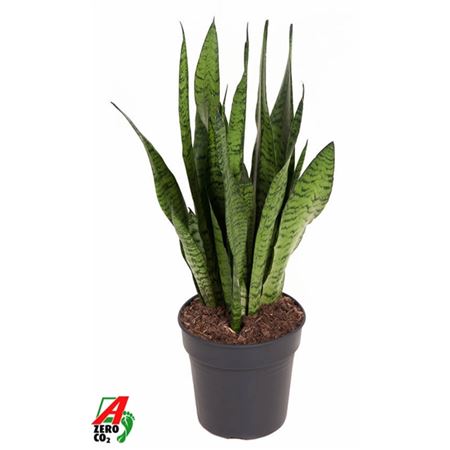 Sansevieria Zeylanica