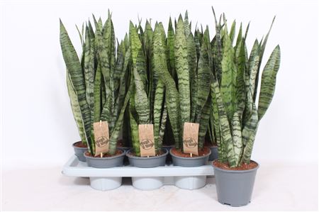 Sansevieria Zeylanica Xl