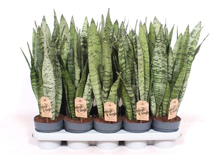 Sansevieria Zeylanica Xl