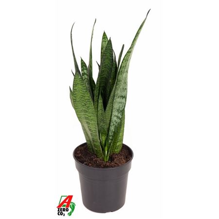 Sansevieria Zeylanica