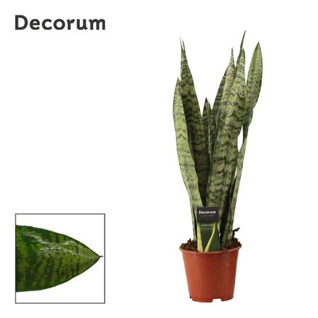Sansevieria Zeylanica Regular (decorum)
