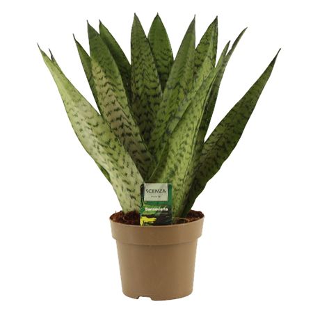 Sansevieria Zeylanica Fan