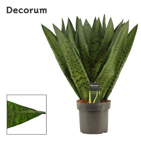 Sansevieria Zeylanica Fan (decorum)