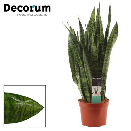 Sansevieria Zeylanica Regular 17  (decorum)