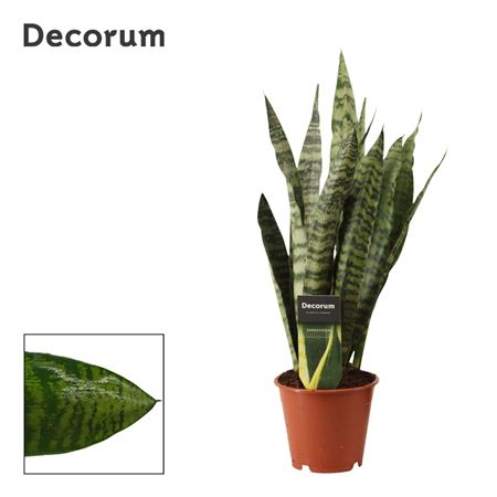 Sansevieria Zeylanica Regular (decorum)