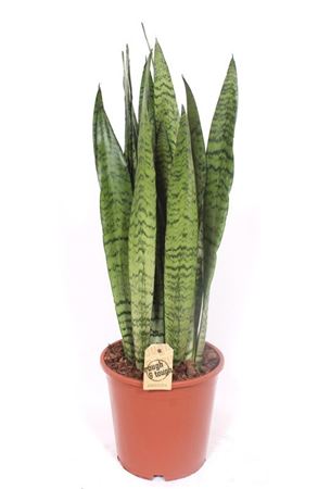Sansevieria Zeylanica