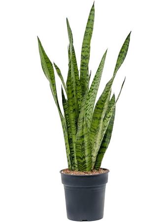 Sansevieria Zeylanica