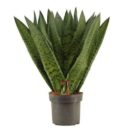 Sansevieria Zeylanica Fan