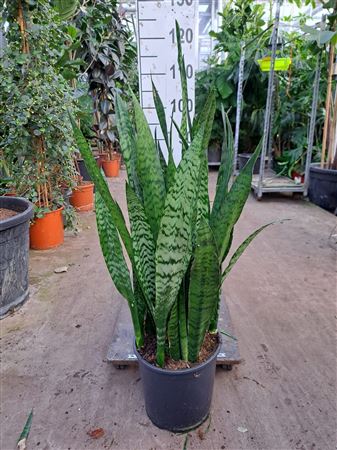 Sansevieria Zeylanica