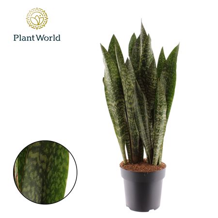 Sansevieria Zeylanica