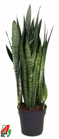 Sansevieria Zeylanica