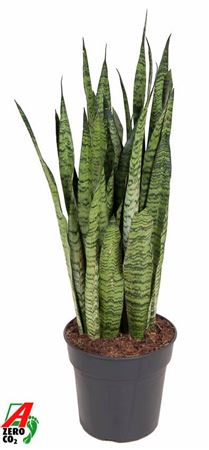 Sansevieria Zeylanica
