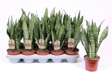 Sansevieria Zeylanica
