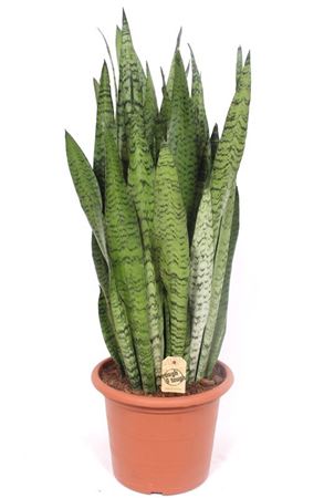 Sansevieria Zeylanica