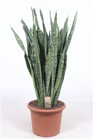 Sansevieria Zeylanica