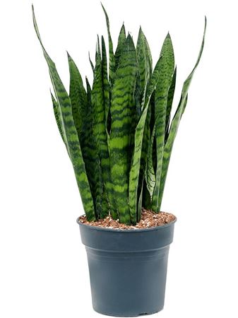 Sansevieria Zeylanica
